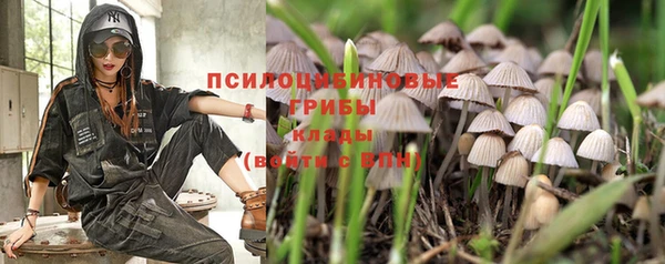 прущие грибы Вязьма